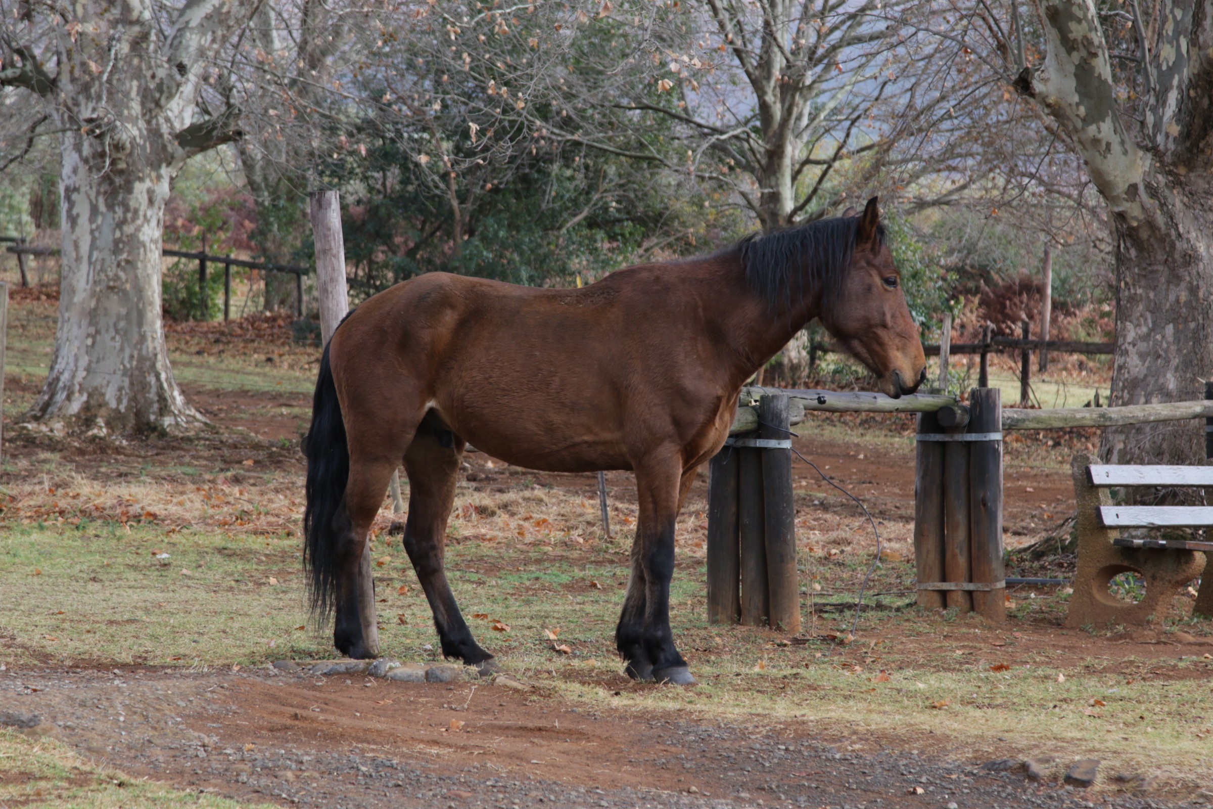 Royal natal Thendele & Mahai & Rugged Glen